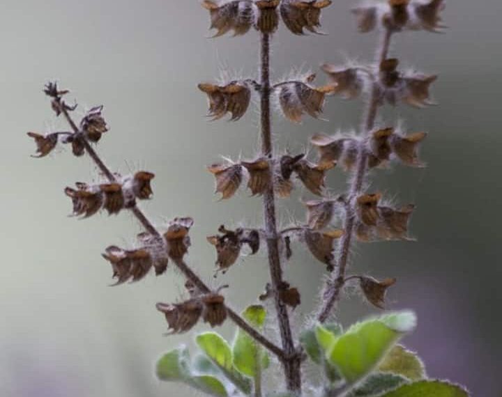 7 Suggestions To Save Dying Tulsi Plant