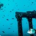 Turkey’s unimaginable underwater museum that is 20 metres beneath the ocean | Journey Information | Journey