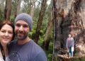 ‘Tree searching for’ couple journey 1,000kms as a part of rising Aussie pattern: ‘Sense of spirituality’