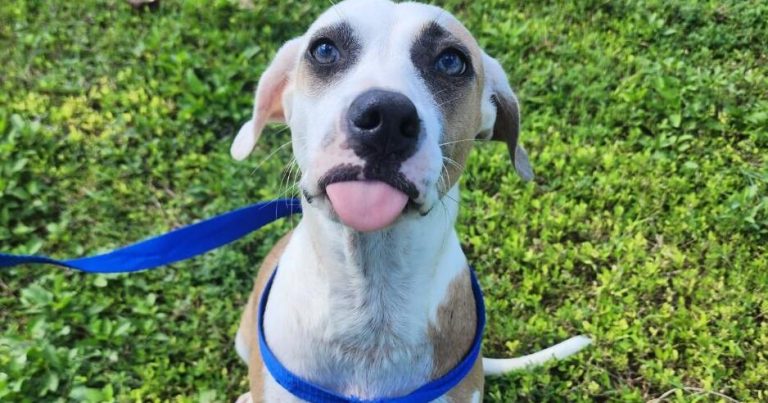 GAIN Pets of the Week | Life-style
