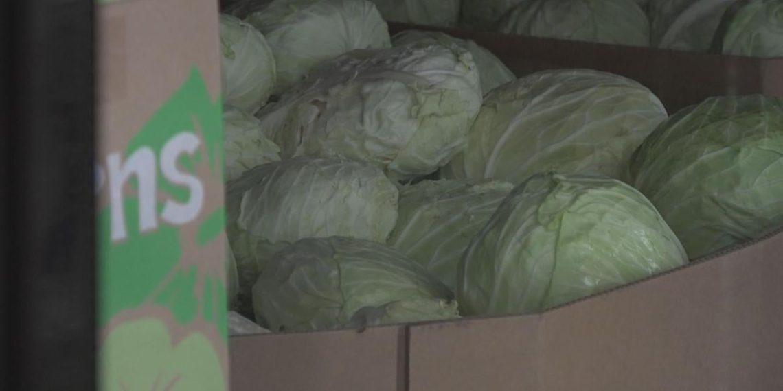 Hawai’i meals packages brace for federal cuts | Information