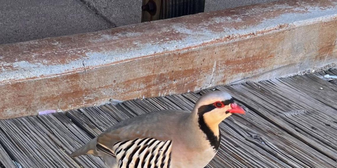 Pure Sightings: A Eurasian chicken within the Previous West | Life-style