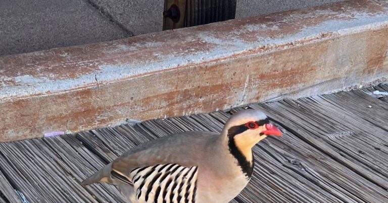 Pure Sightings: A Eurasian chicken within the Previous West | Life-style