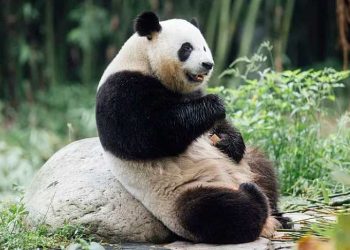 Hong Kong’s Panda Tourism Growth: Meet the New Cubs and High Sights Reviving Journey in 2025