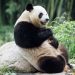 Hong Kong’s Panda Tourism Growth: Meet the New Cubs and High Sights Reviving Journey in 2025