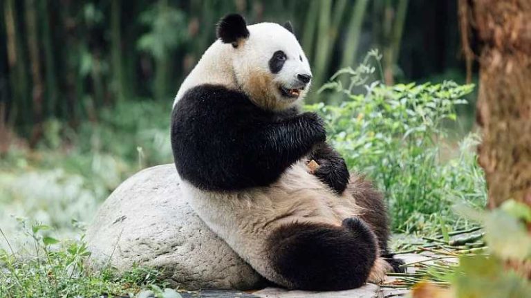 Hong Kong’s Panda Tourism Growth: Meet the New Cubs and High Sights Reviving Journey in 2025