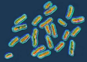 Demise toll from meals contamination doubles in 2024, elevating public well being considerations