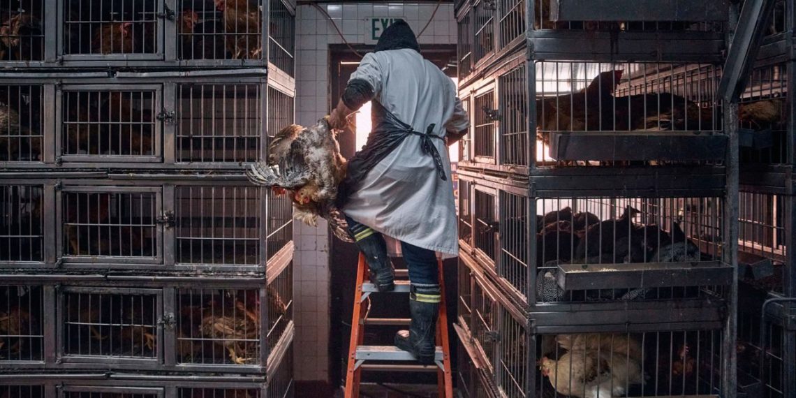 Medical specialists share issues as chicken flu instances rise