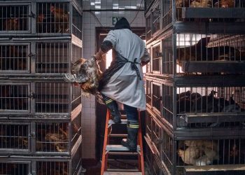 Medical specialists share issues as chicken flu instances rise