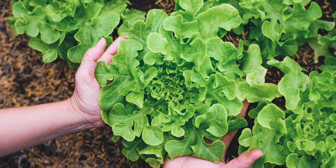 Cultivating neighborhood via native meals — DavidsonLocal.com