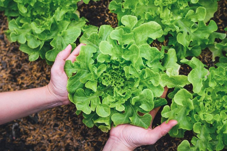 Cultivating neighborhood via native meals — DavidsonLocal.com
