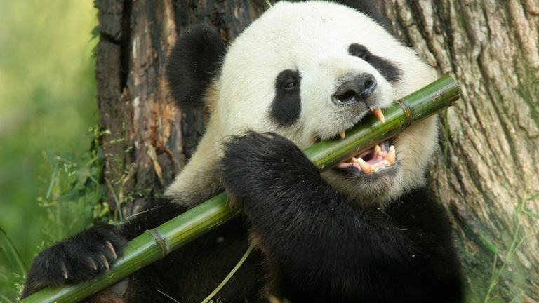 Why don’t pandas eat extra meat? Molecules present in bamboo could also be behind their plant-based weight loss plan
