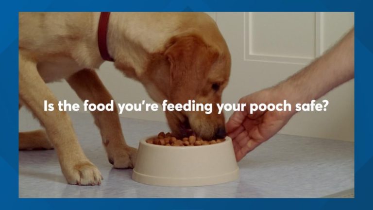 Is the meals you are feeding your canine protected? Shopper Experiences exams 50+ merchandise