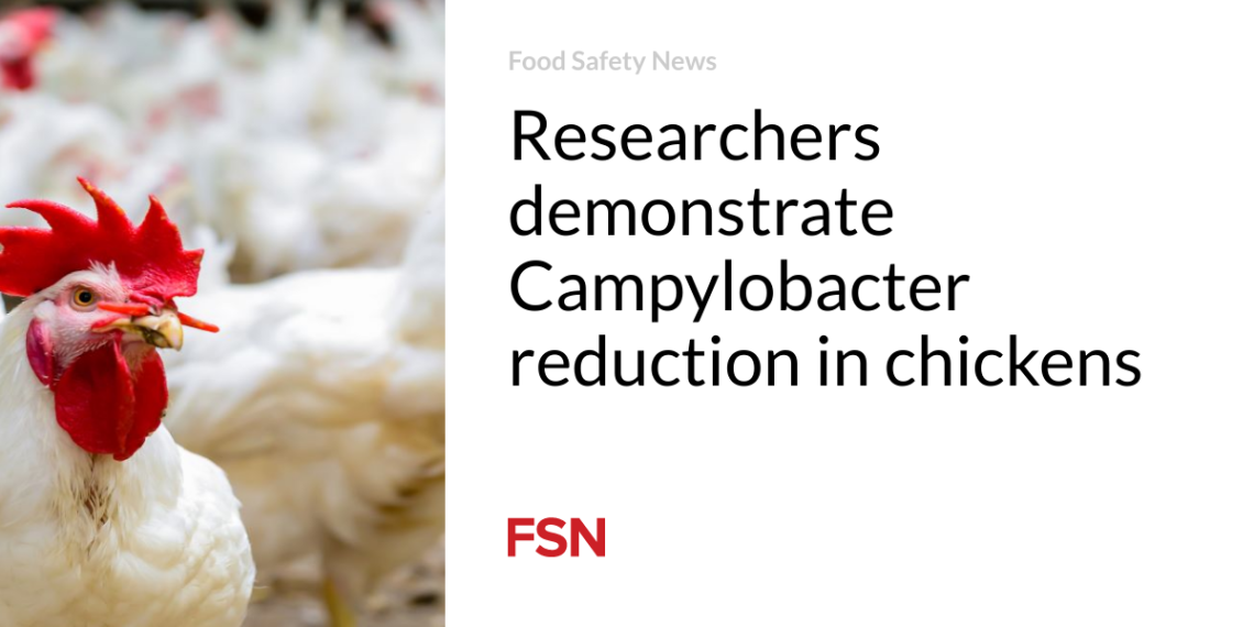 Researchers reveal Campylobacter discount in chickens