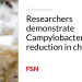 Researchers reveal Campylobacter discount in chickens