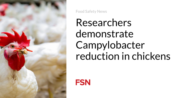 Researchers reveal Campylobacter discount in chickens