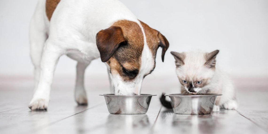 Uncooked pet meals is recalled and warnings issued in two states after cats die of fowl flu