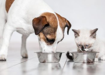 Uncooked pet meals is recalled and warnings issued in two states after cats die of fowl flu