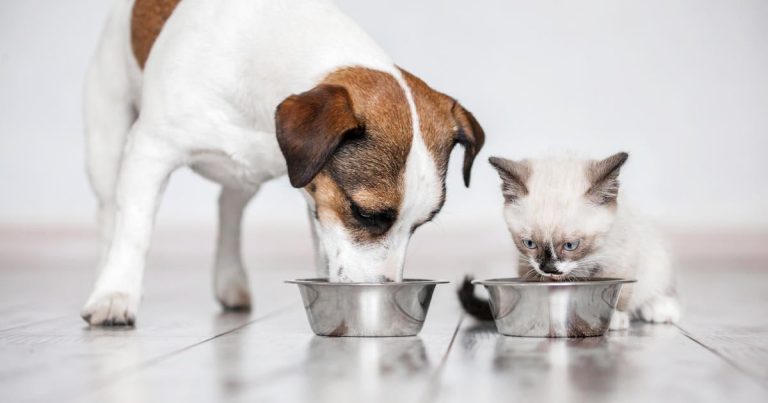 Uncooked pet meals is recalled and warnings issued in two states after cats die of fowl flu