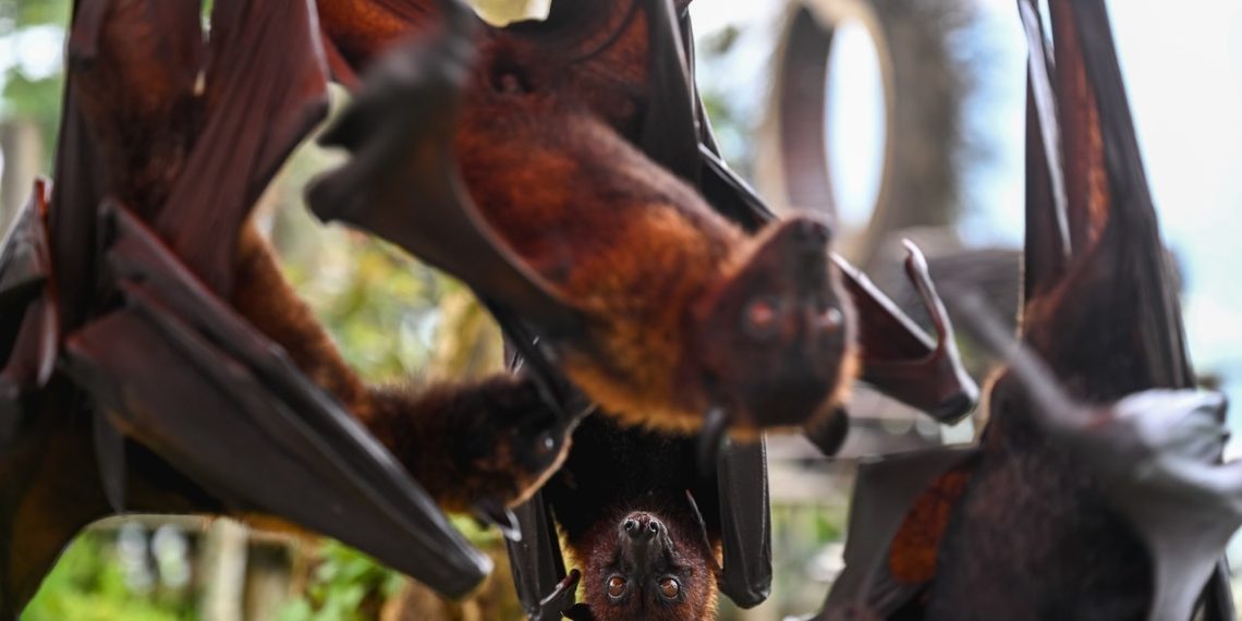 New bat coronavirus found in China sparks pandemic considerations