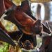 New bat coronavirus found in China sparks pandemic considerations