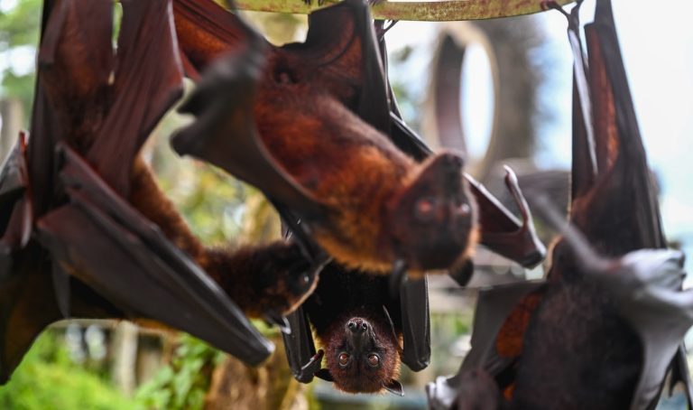 New bat coronavirus found in China sparks pandemic considerations