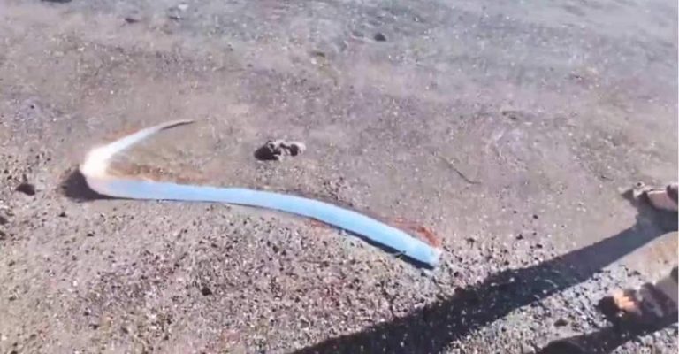Uncommon oarfish washes ashore Mexican coast, why is it triggering panic | Way of life Information