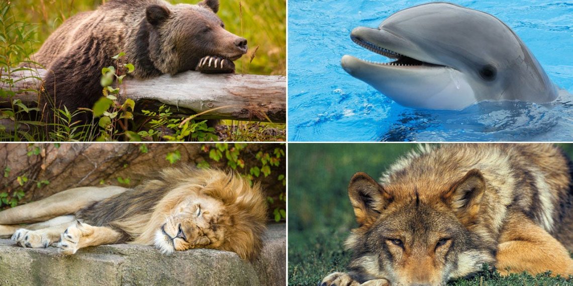 Understanding your sleep chronotype can result in higher relaxation and well being