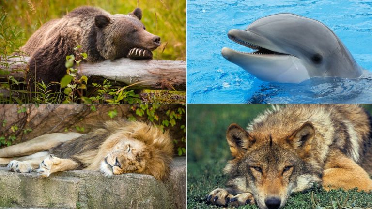 Understanding your sleep chronotype can result in higher relaxation and well being