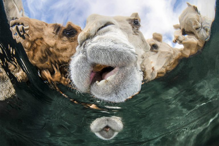 The underwater photographer of the yr celebrates 60 years of range of wildlife – Colossal