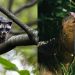 Should you encounter wild animals in Singapore, how ah?, Life-style Information