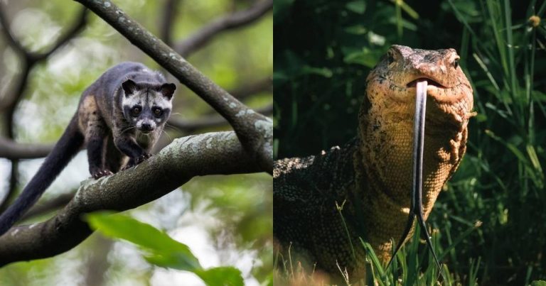 Should you encounter wild animals in Singapore, how ah?, Life-style Information