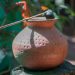 Earthen pot water: four issues we must always take additional care of whereas consuming water from an earthen pot |