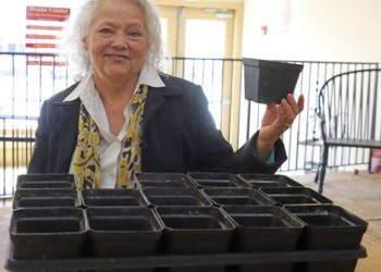 Workshop on planting petunias deliberate | Information, Sports activities, Jobs