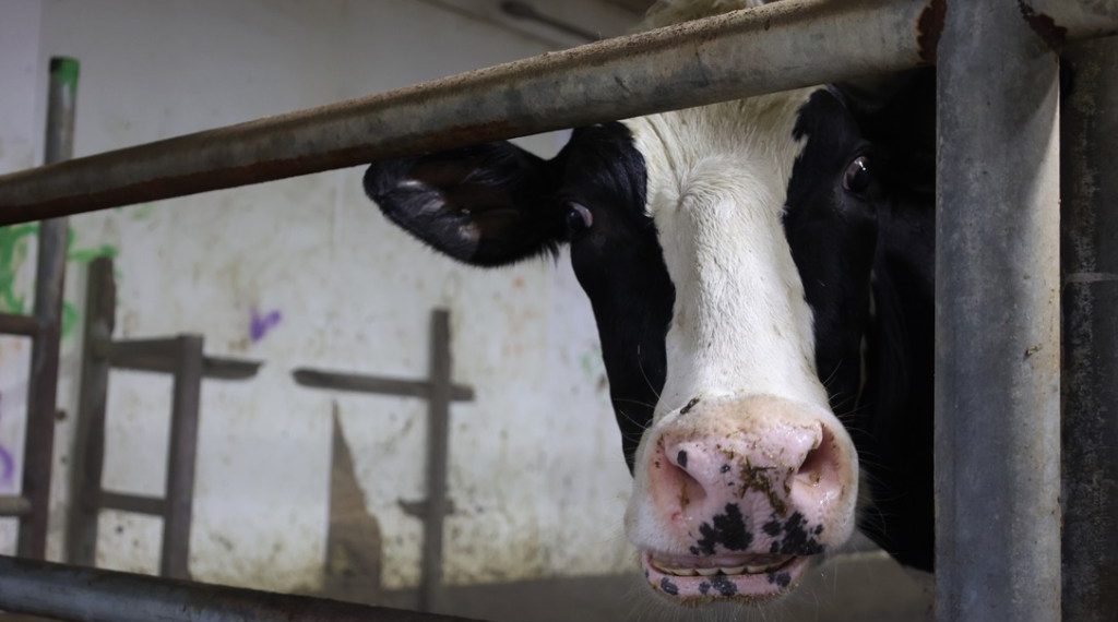 Proposed reduce to common free college meals prompts pushback from native meals advocates