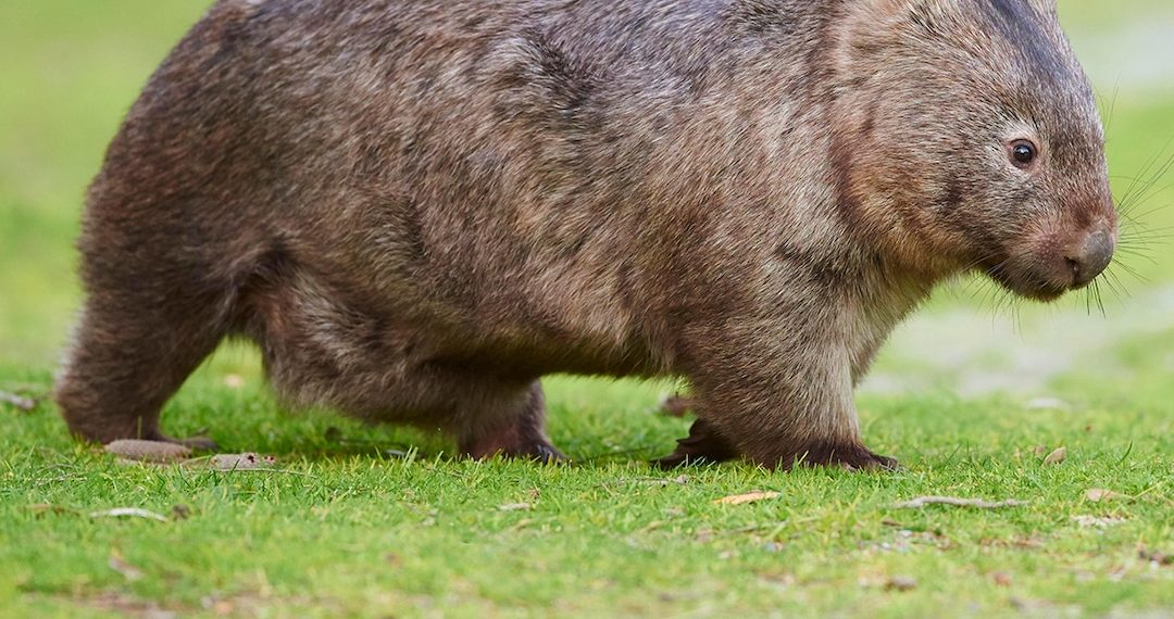 Influencer Who Snatched Child Wombat From Mother in Australia Breaks Silence on Backlash – E! On-line – E! NEWS