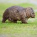 Influencer Who Snatched Child Wombat From Mother in Australia Breaks Silence on Backlash – E! On-line – E! NEWS