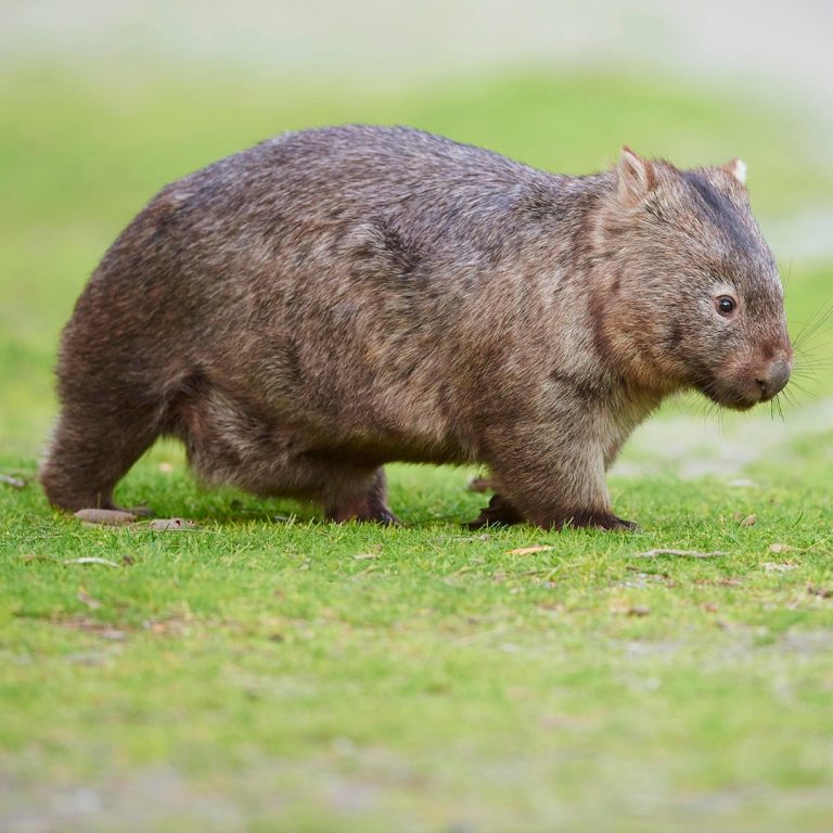 Influencer Who Snatched Child Wombat From Mother in Australia Breaks Silence on Backlash – E! On-line – E! NEWS