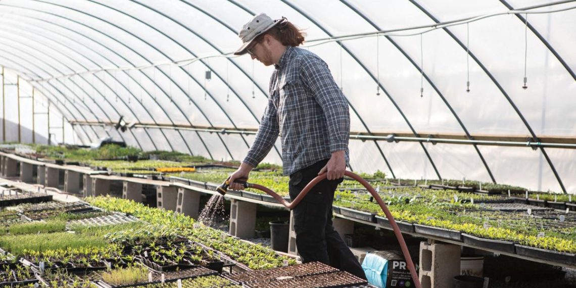 ‘Individuals may truly use this:’ Hydroponics can enhance meals insecurity | Information