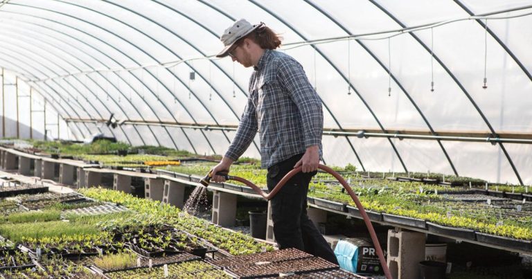 ‘Individuals may truly use this:’ Hydroponics can enhance meals insecurity | Information