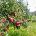 Understanding Chilly Harm on Apple Tree Well being | Fruit and Vegetable Farming Information