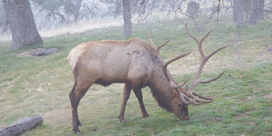 Pen in Hand: The giants that eat acorns | Life-style