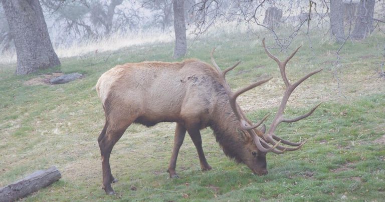 Pen in Hand: The giants that eat acorns | Life-style
