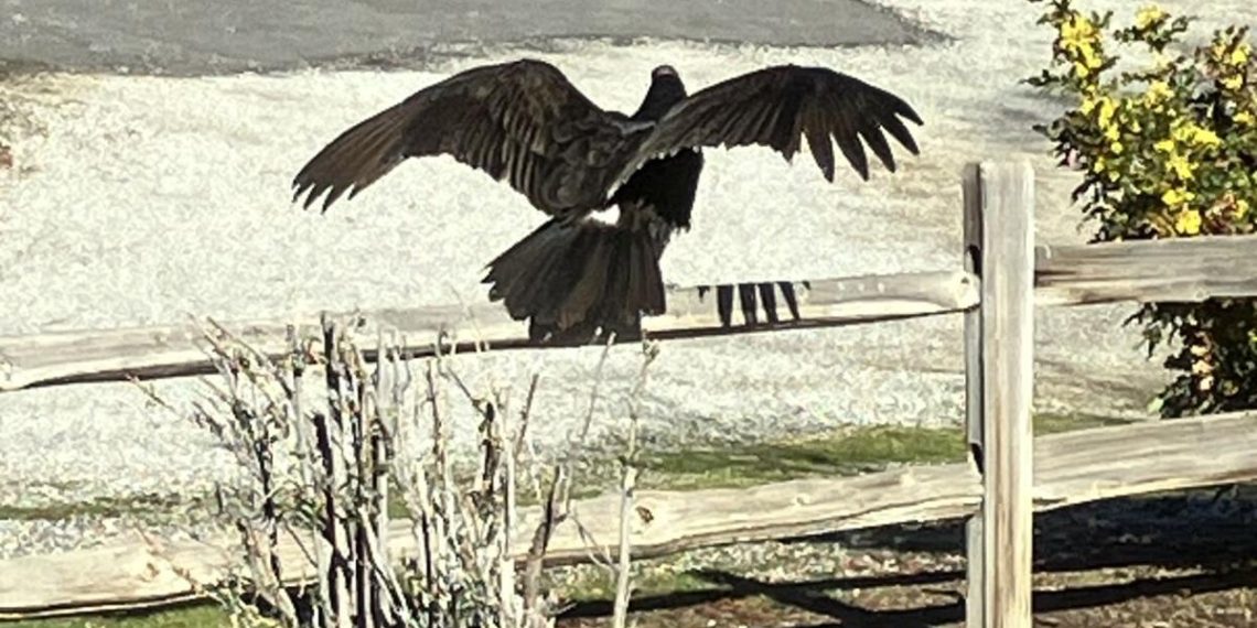 Pure Sightings: A spot within the solar | Way of life