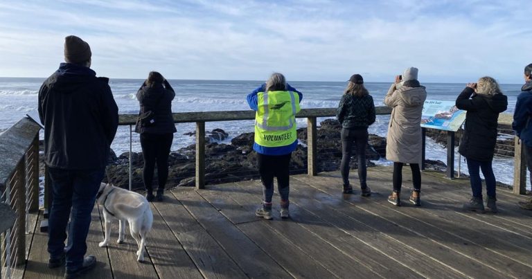 Approach of the whales: Spring Whale Watch Week on faucet – Wilsonville Spokesman