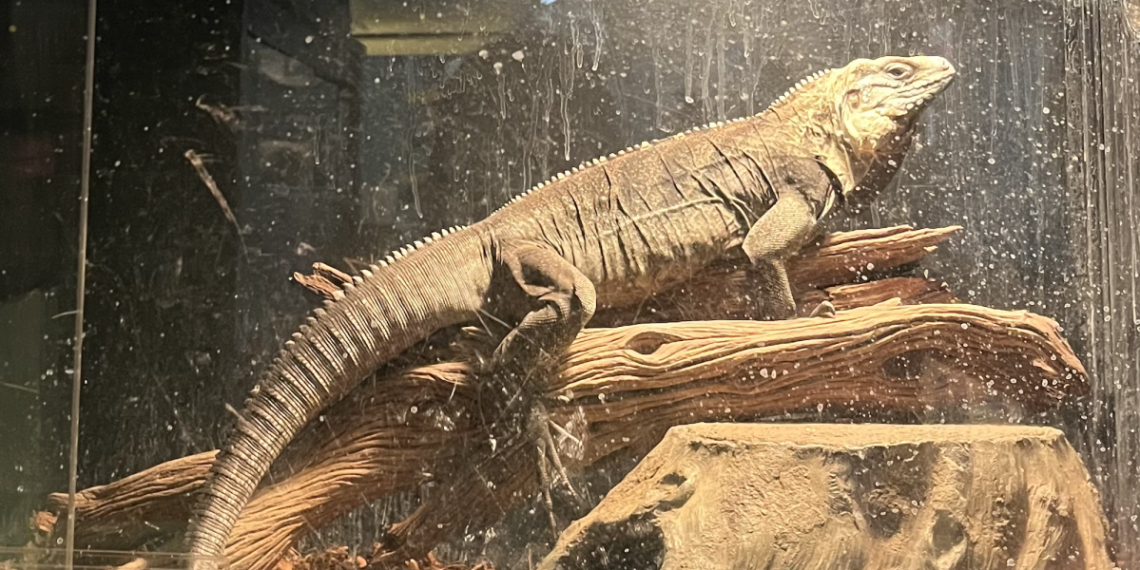 A particular sort of home pet | Life-style