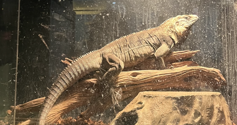 A particular sort of home pet | Life-style