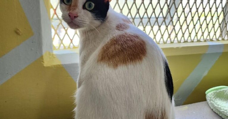 GAIN Pets of the Week | Way of life