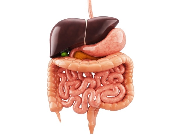 Affect of extreme alcohol consumption on digestive well being