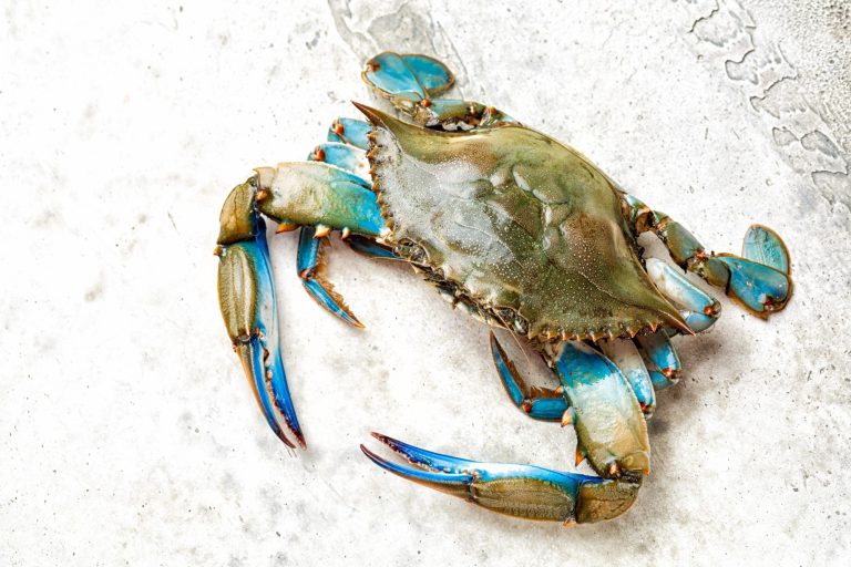Can consuming invasive species and forgotten crops increase Europe’s meals safety?